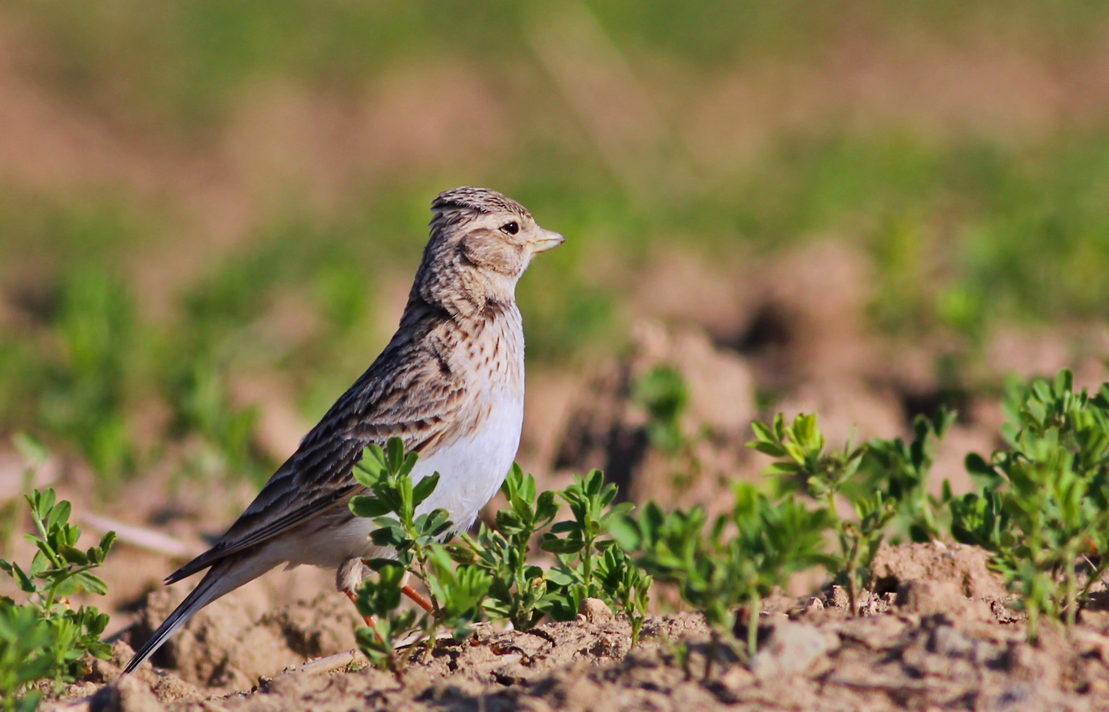 Turkestan Short-toed Lark